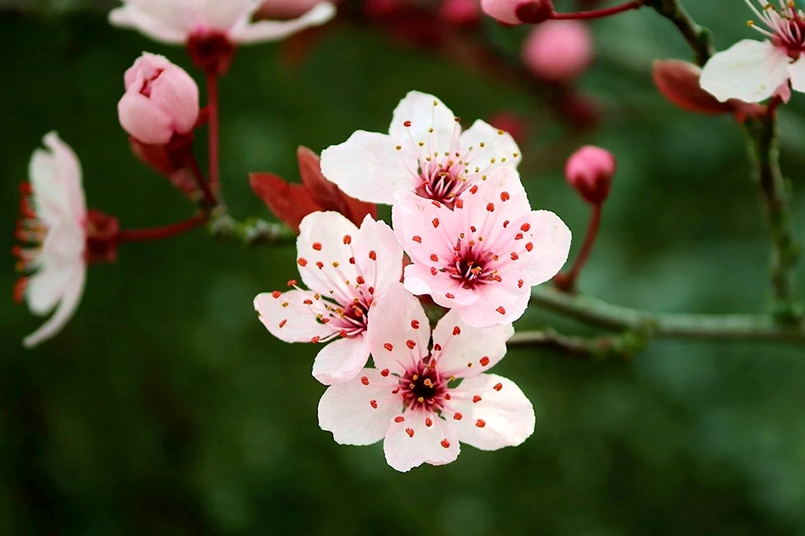 Вишня японская Prunus Incisa Kojou-no-mai p9