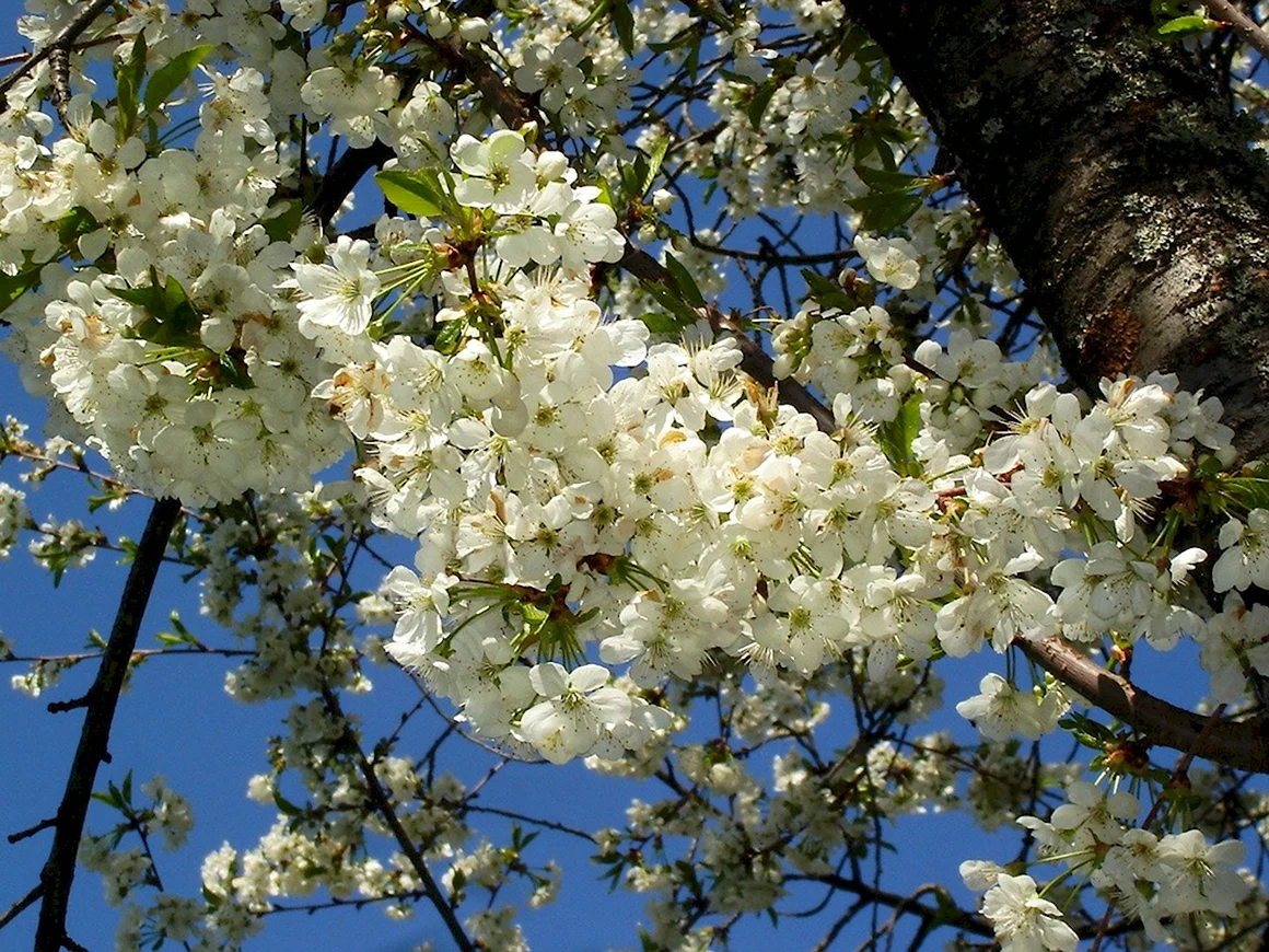 Вишня колокольчатая