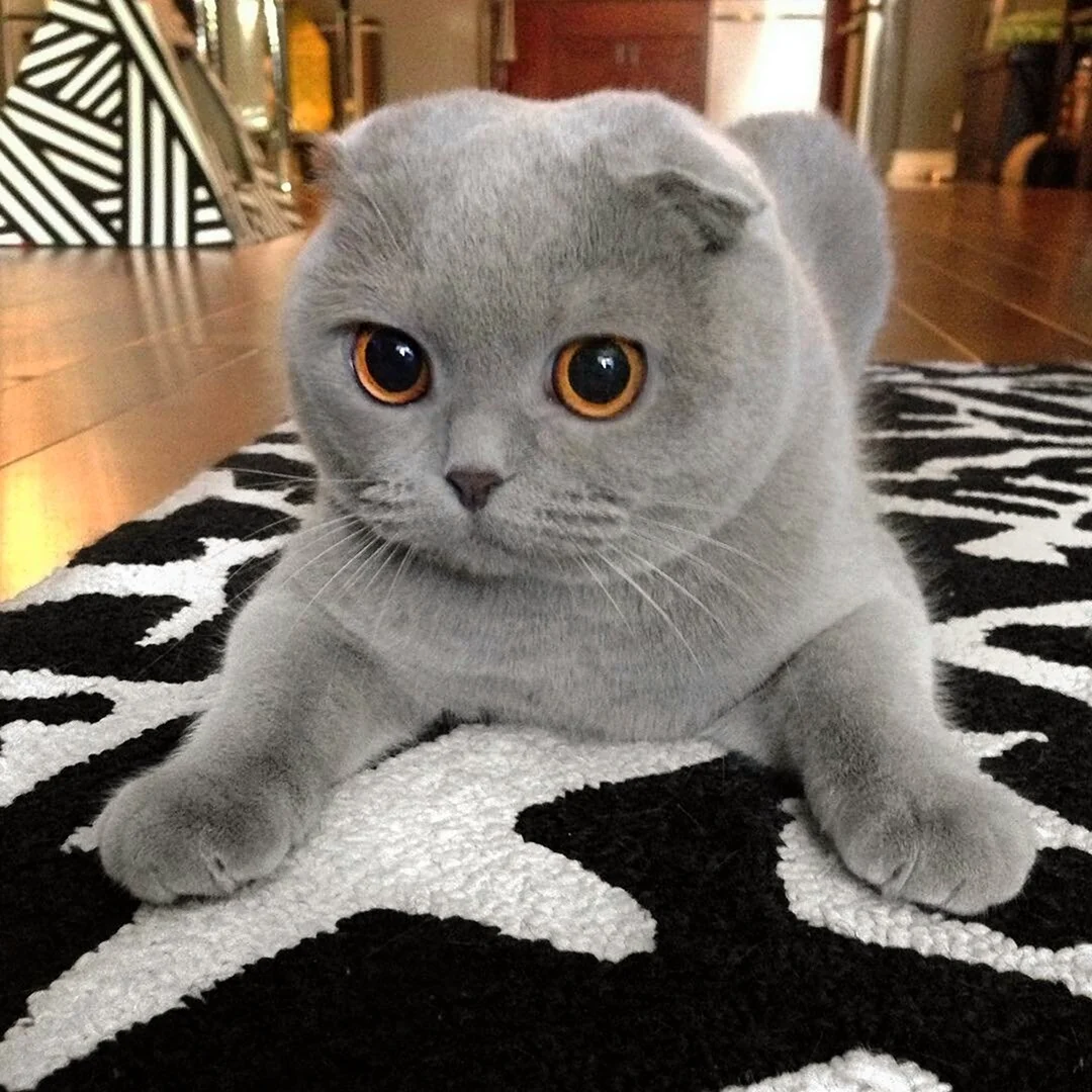 Вислоухая кошка пепельного цвета