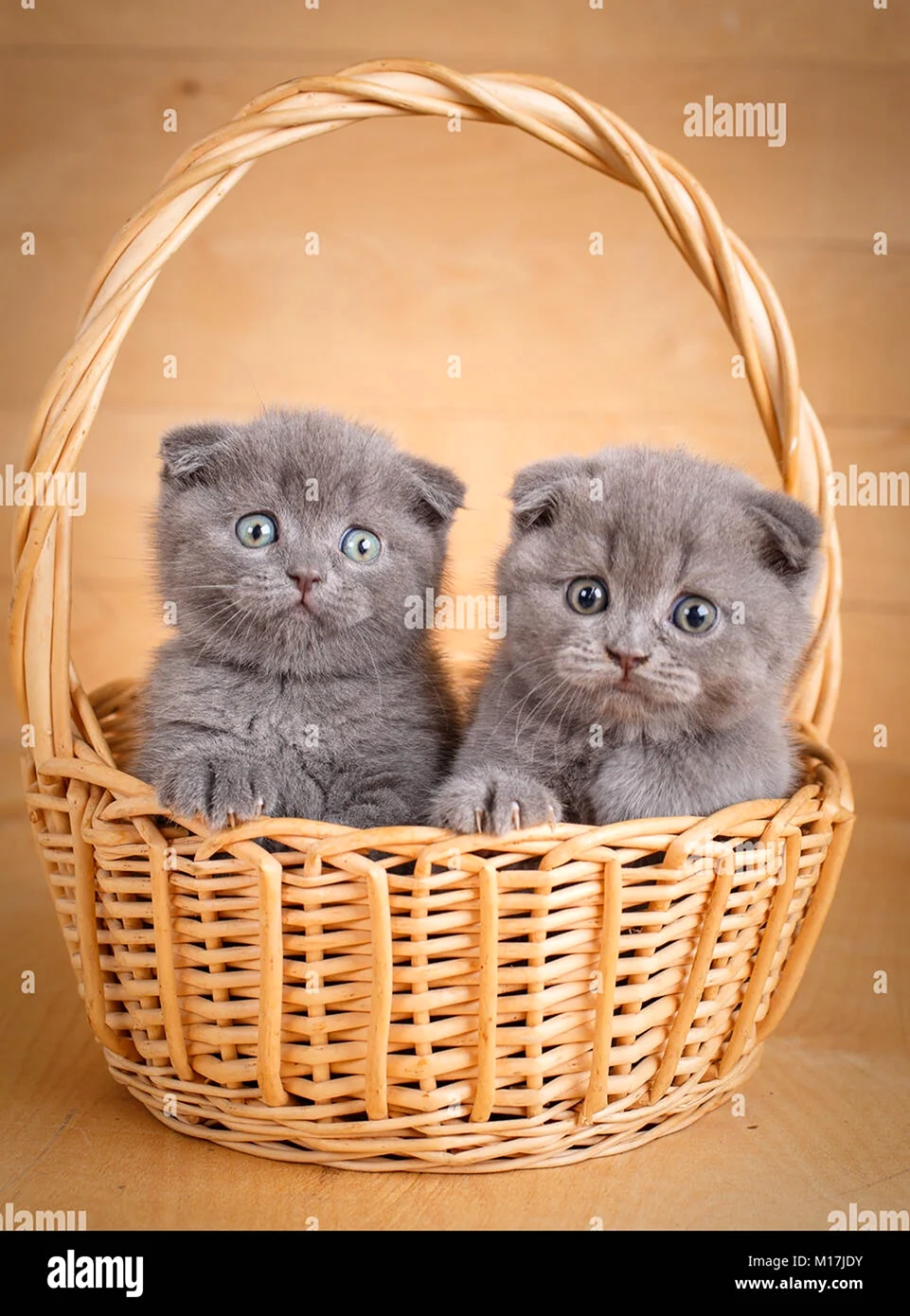 Вислоухие котята в корзинке