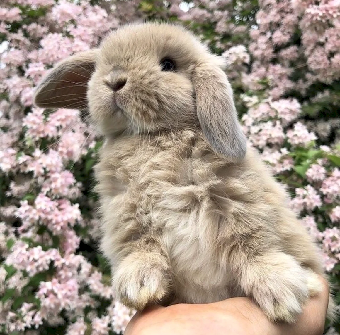 Вислоухий кролик