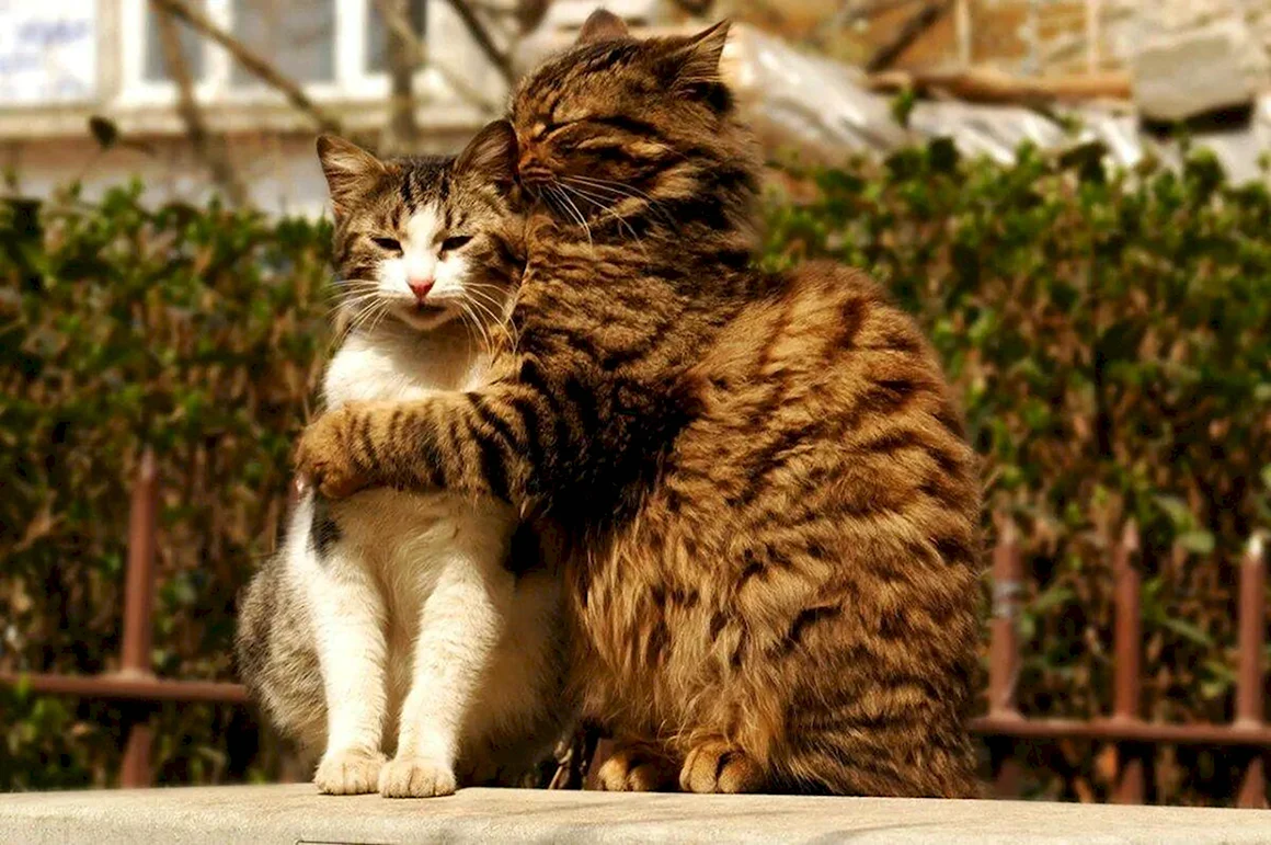 Влюбленные кошки