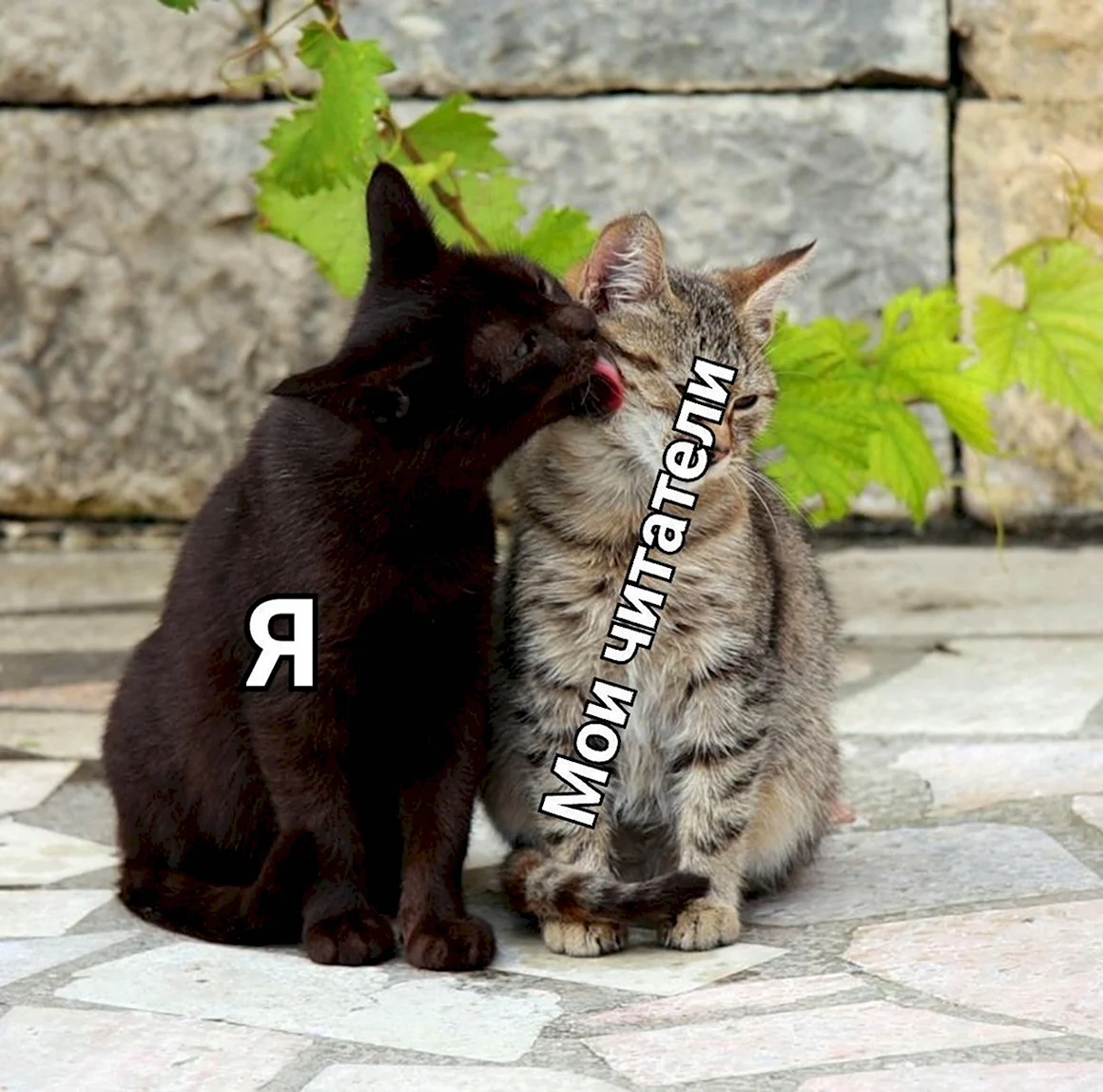 Влюбленные кошки