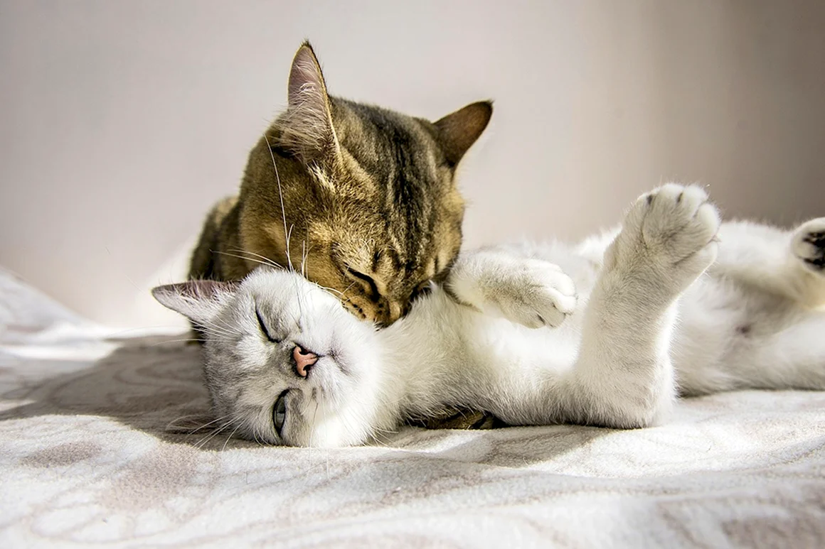 Влюбленные котики