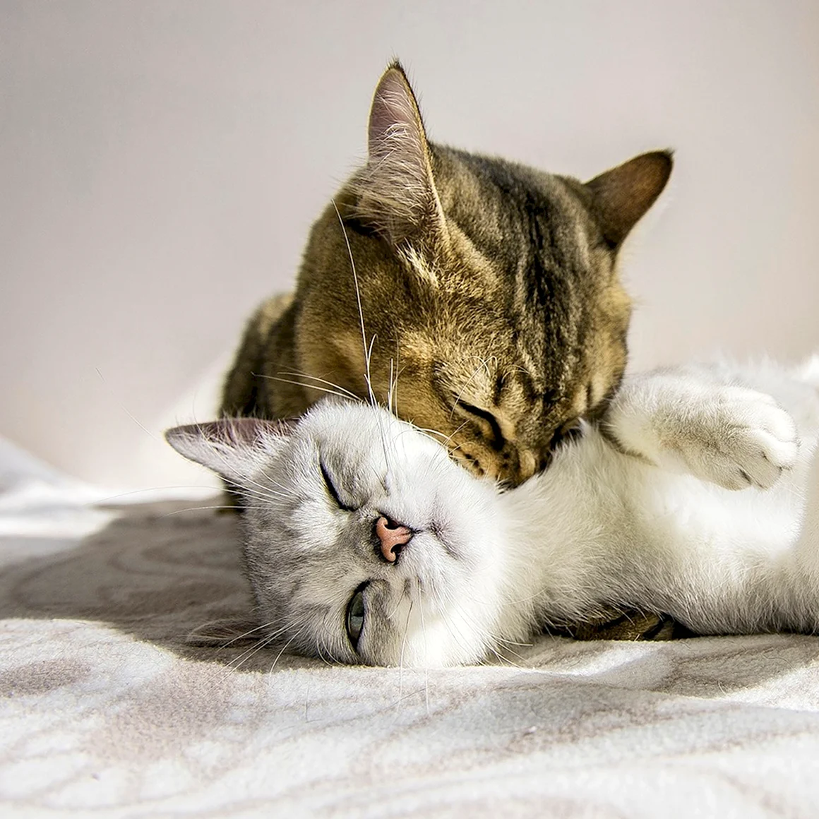 Влюбленные котики