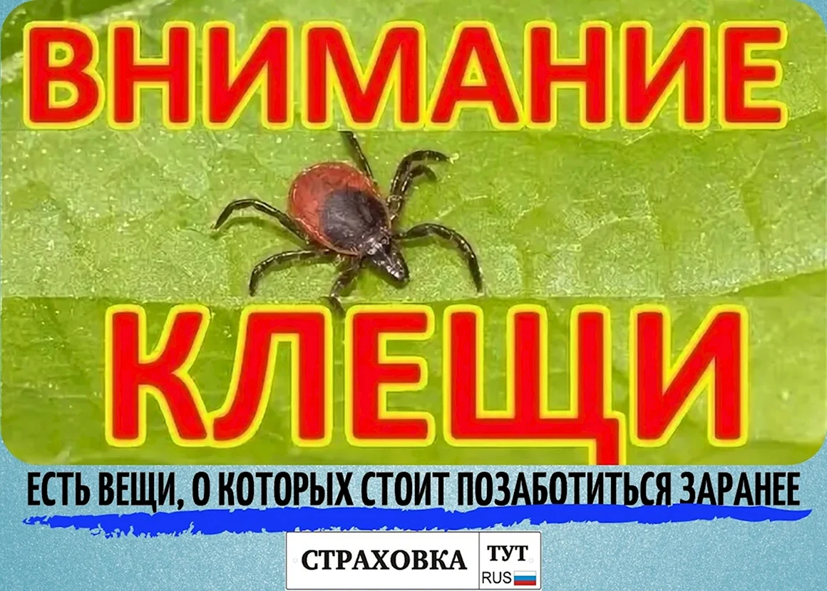 Внимание клещи