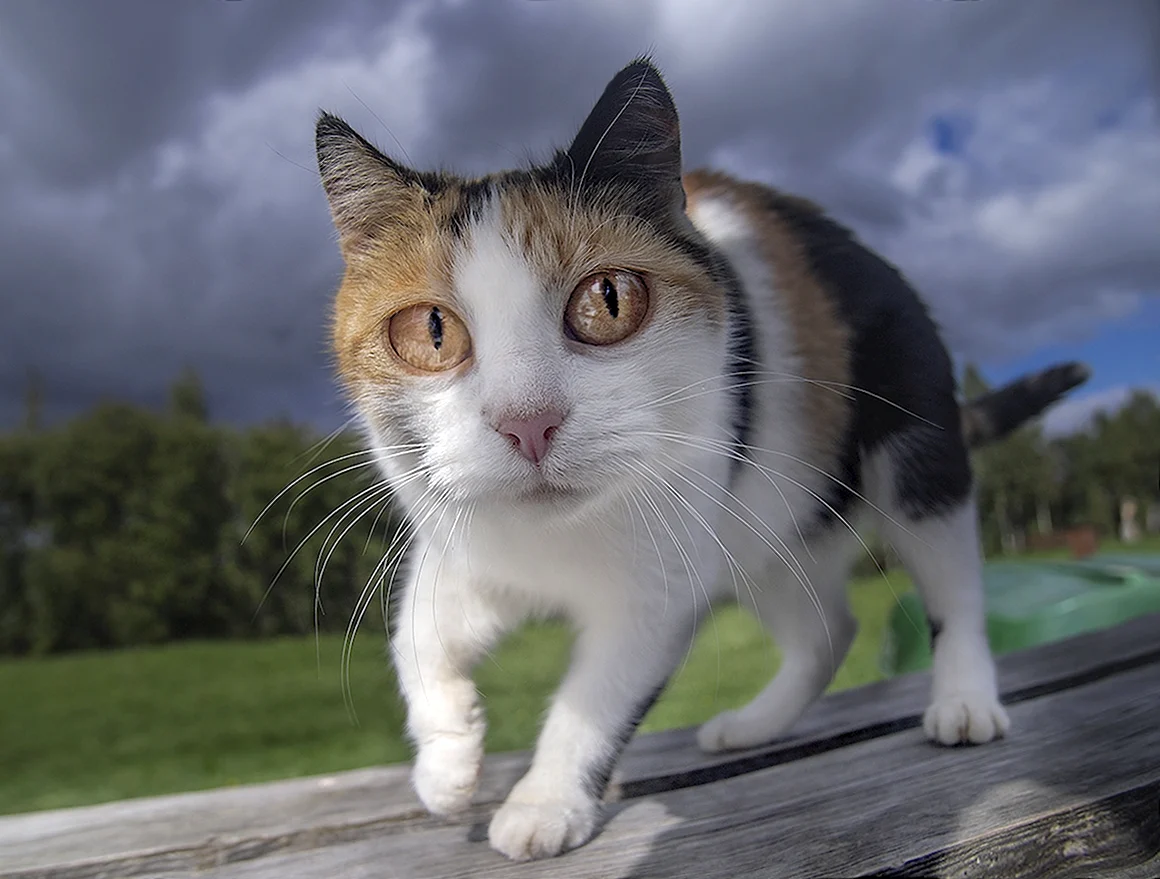 Внимательный кот