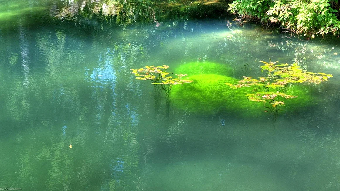 Вода в пруду
