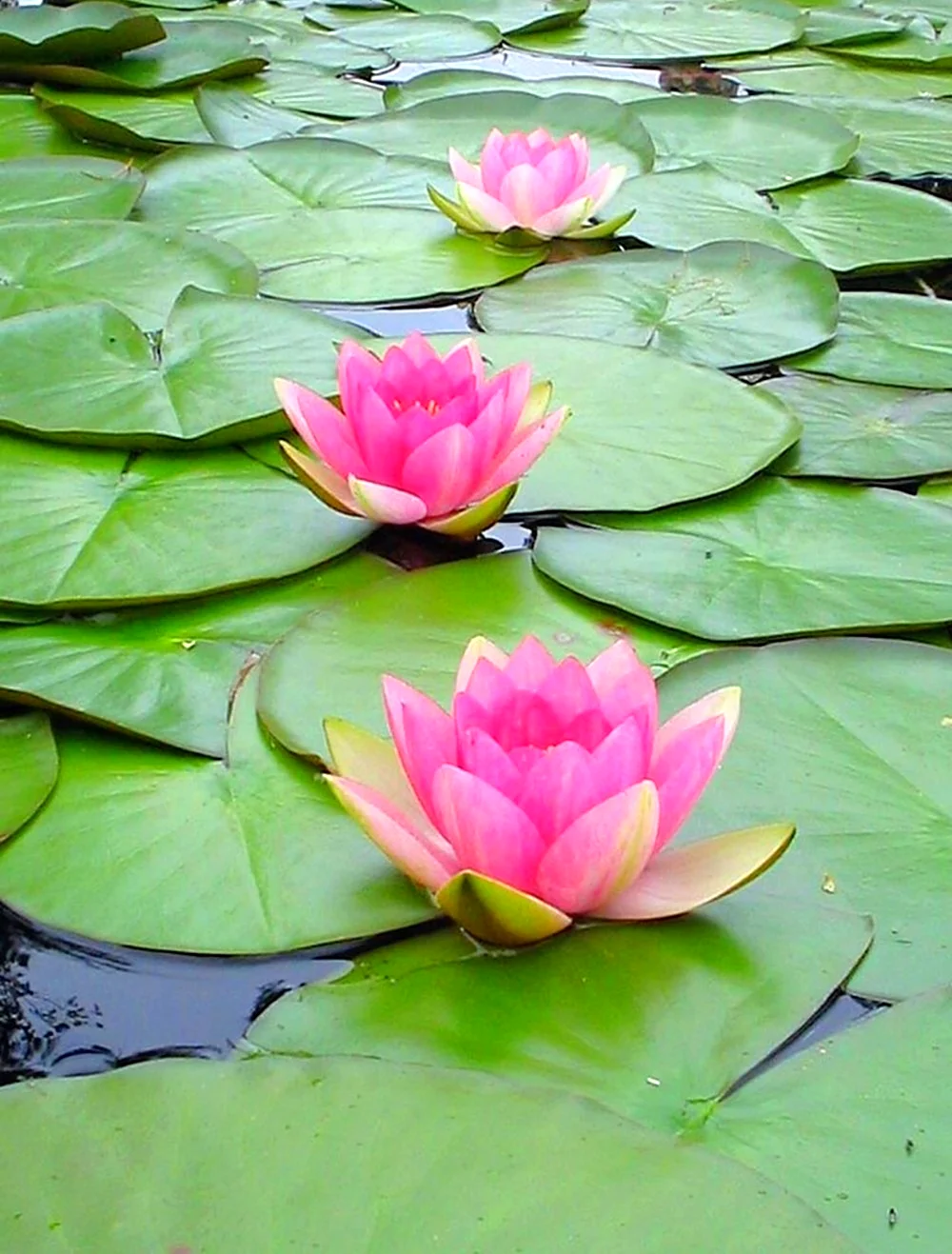 Водяная ЛилияNymphaea