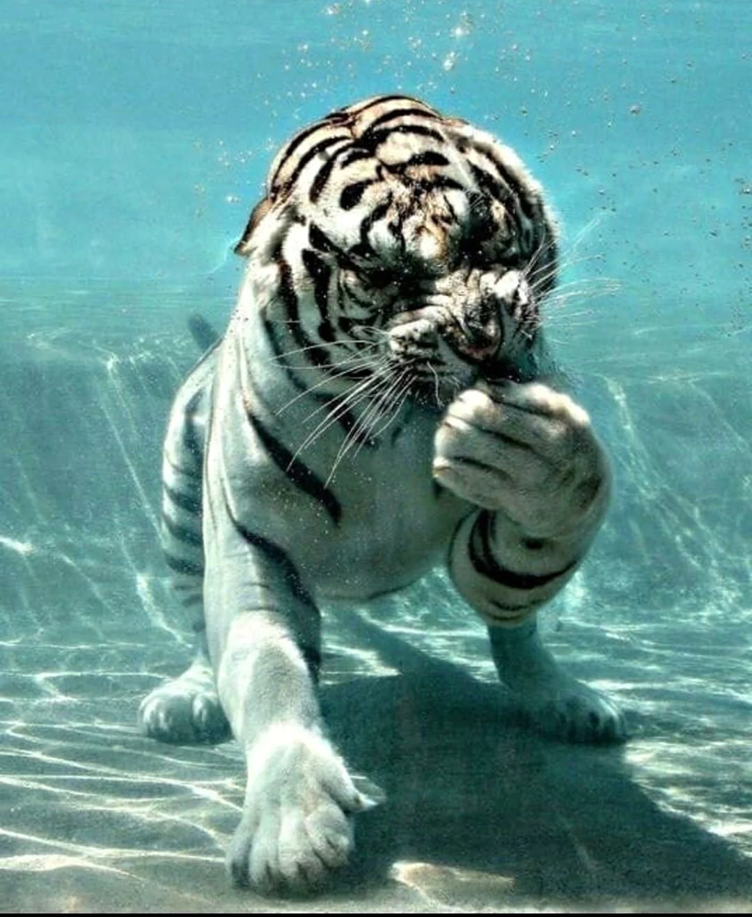 Водяной тигр