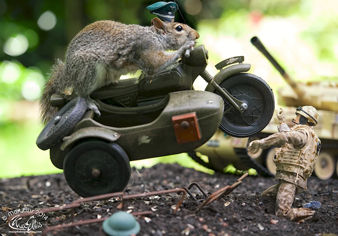 Военная белка