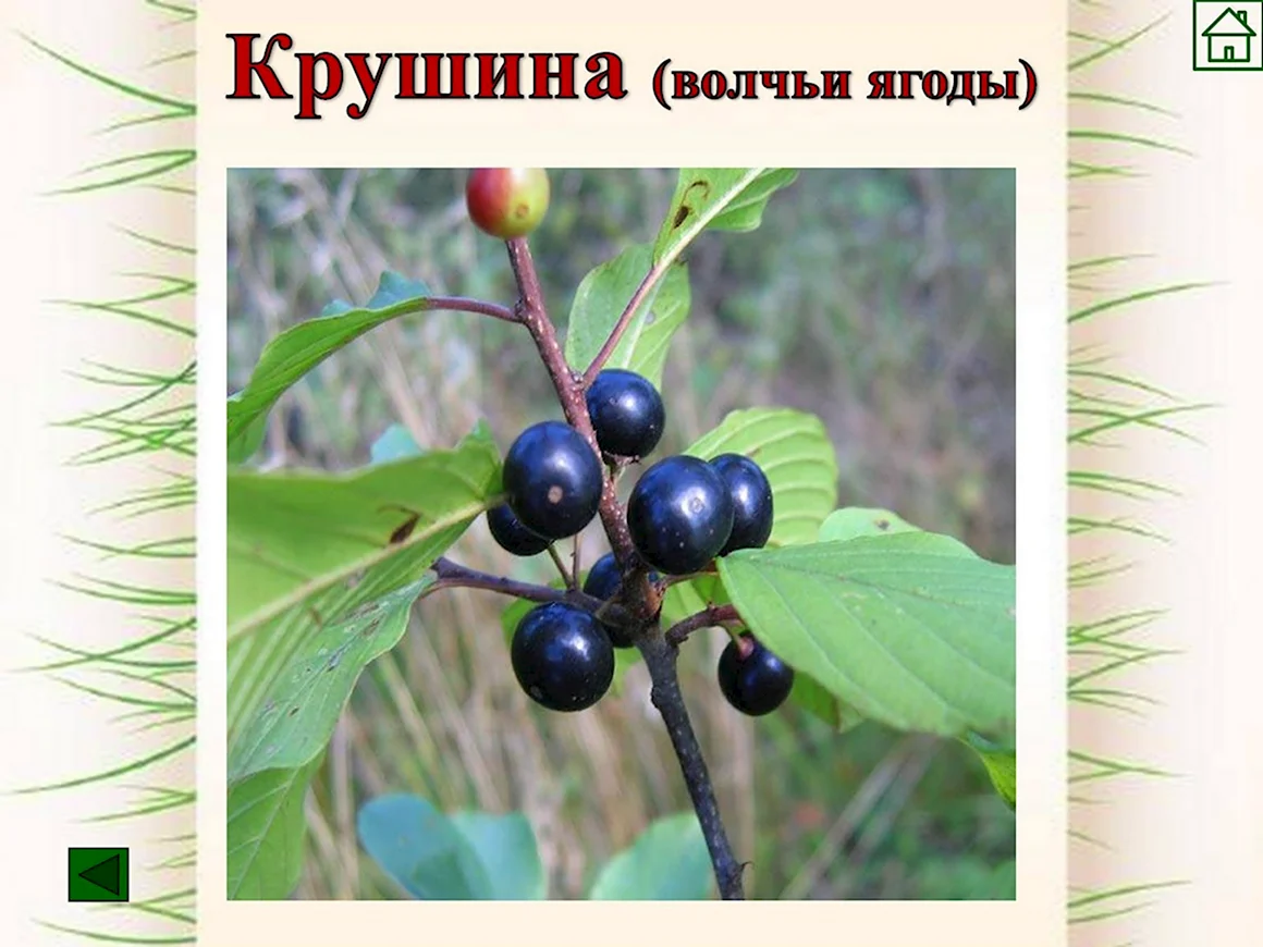 Волчья ягода Крушина