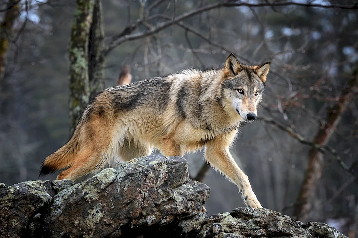 Волк canis Lupus