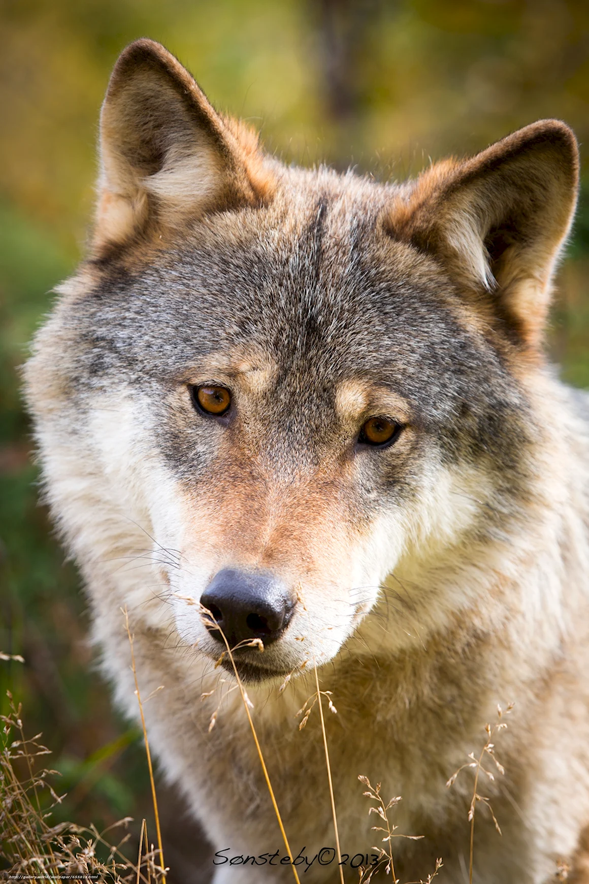 Волк canis Lupus