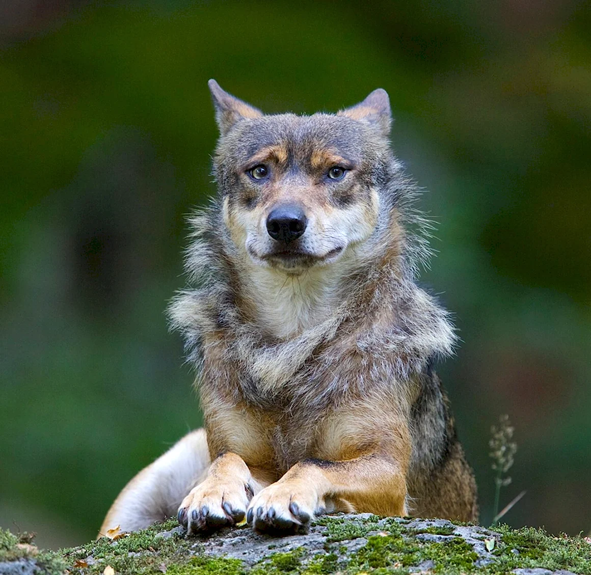 Волк canis Lupus