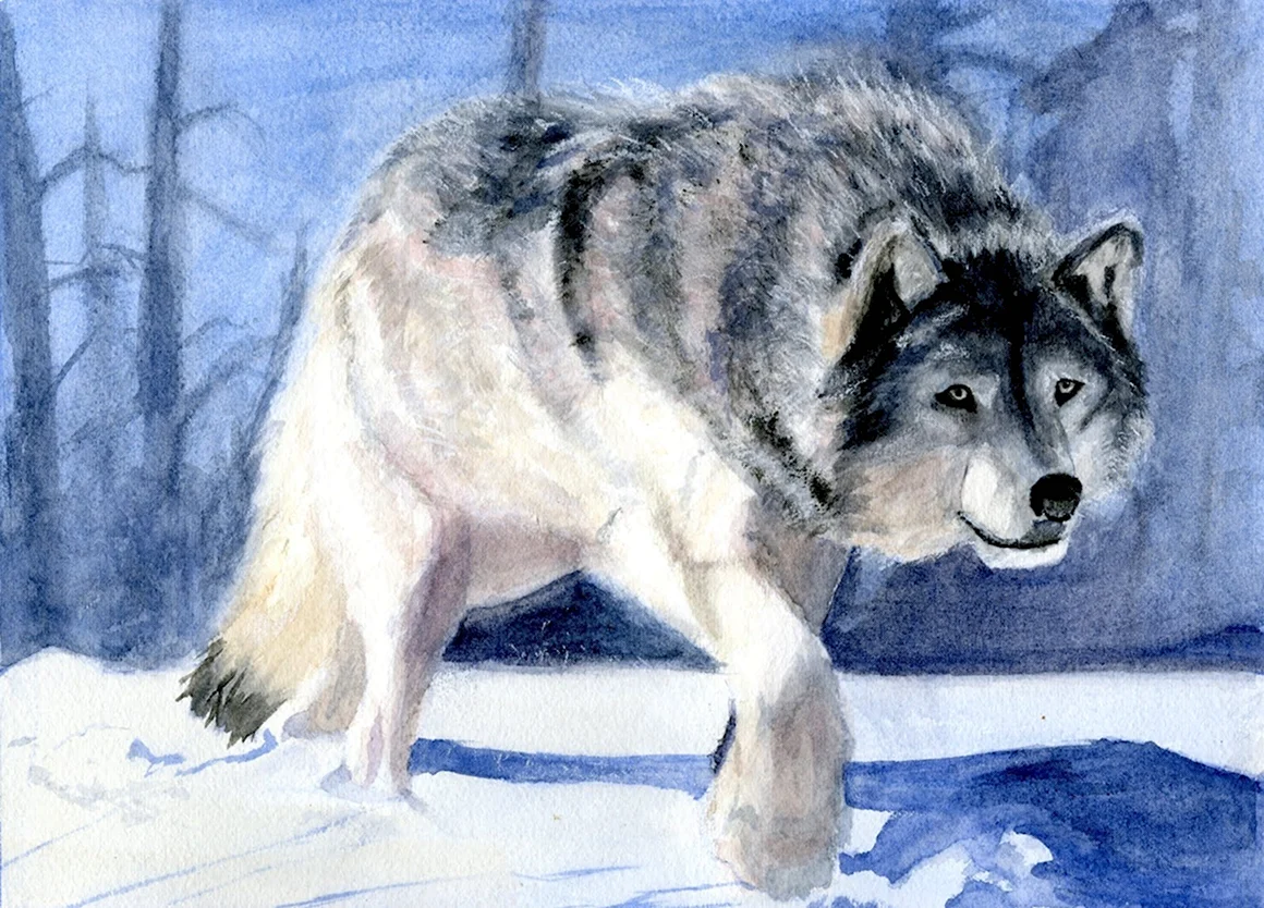 Волк рисунок