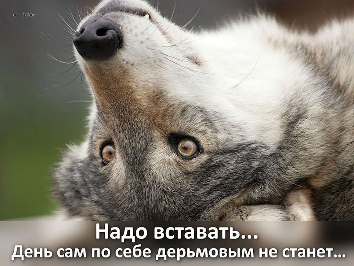Волк скучает
