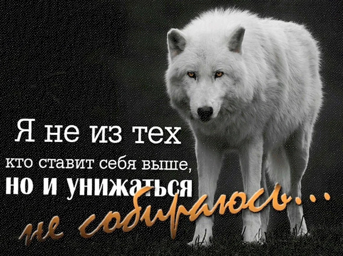 Волк со смыслом