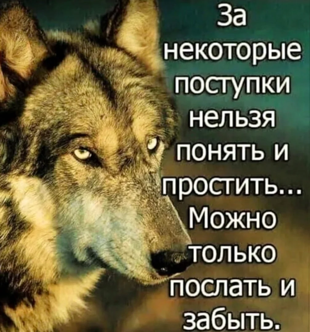 Волки цитаты в картинках