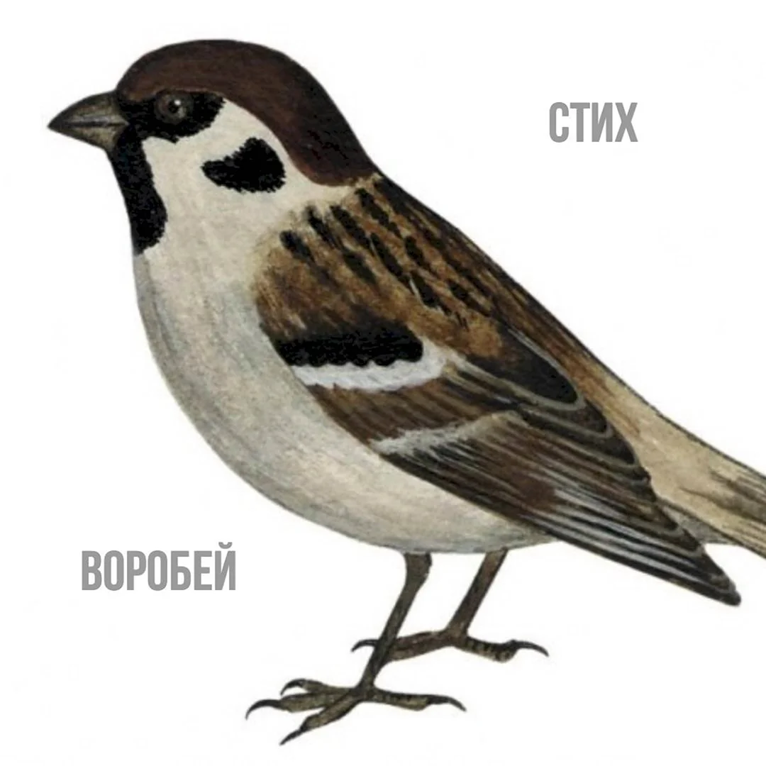 Воробей