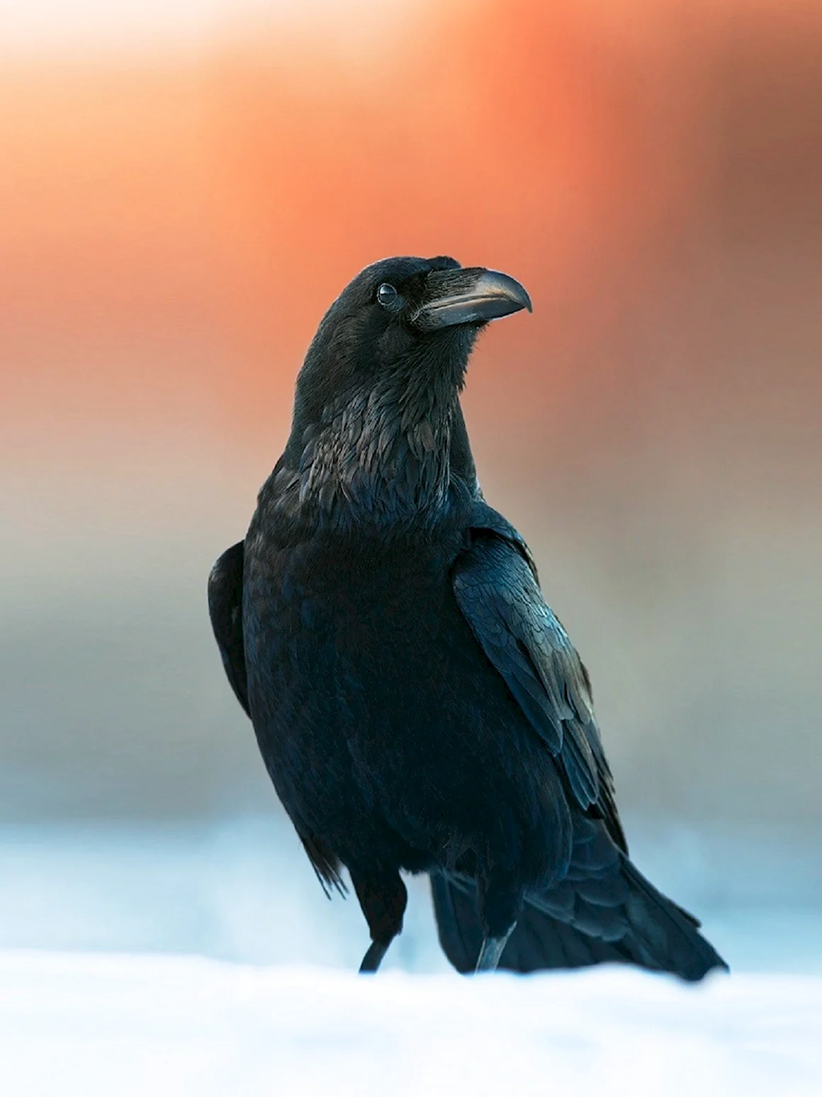 Ворон Corvus Corax