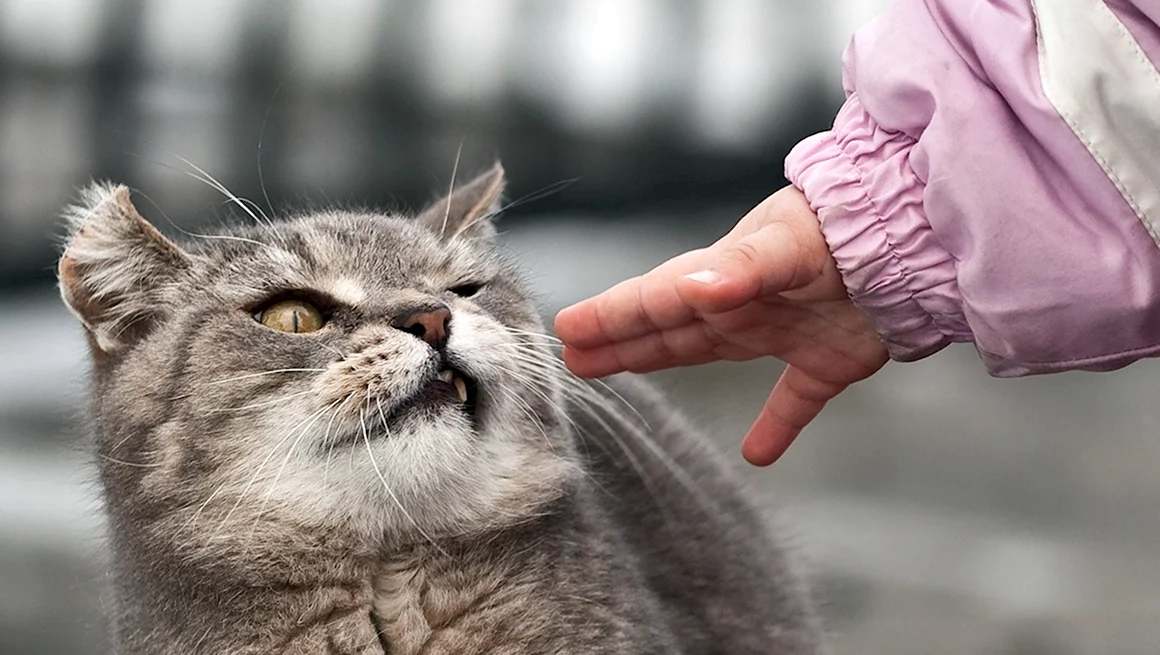 Вредная кошка