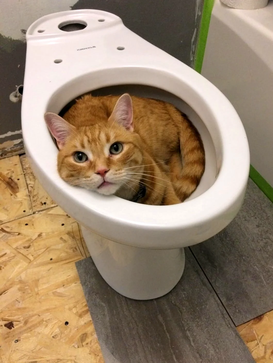 Вредный кот