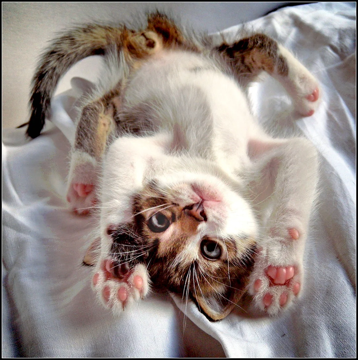 Вредный котенок