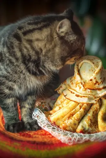 Все коту Масленица Позднякова м.