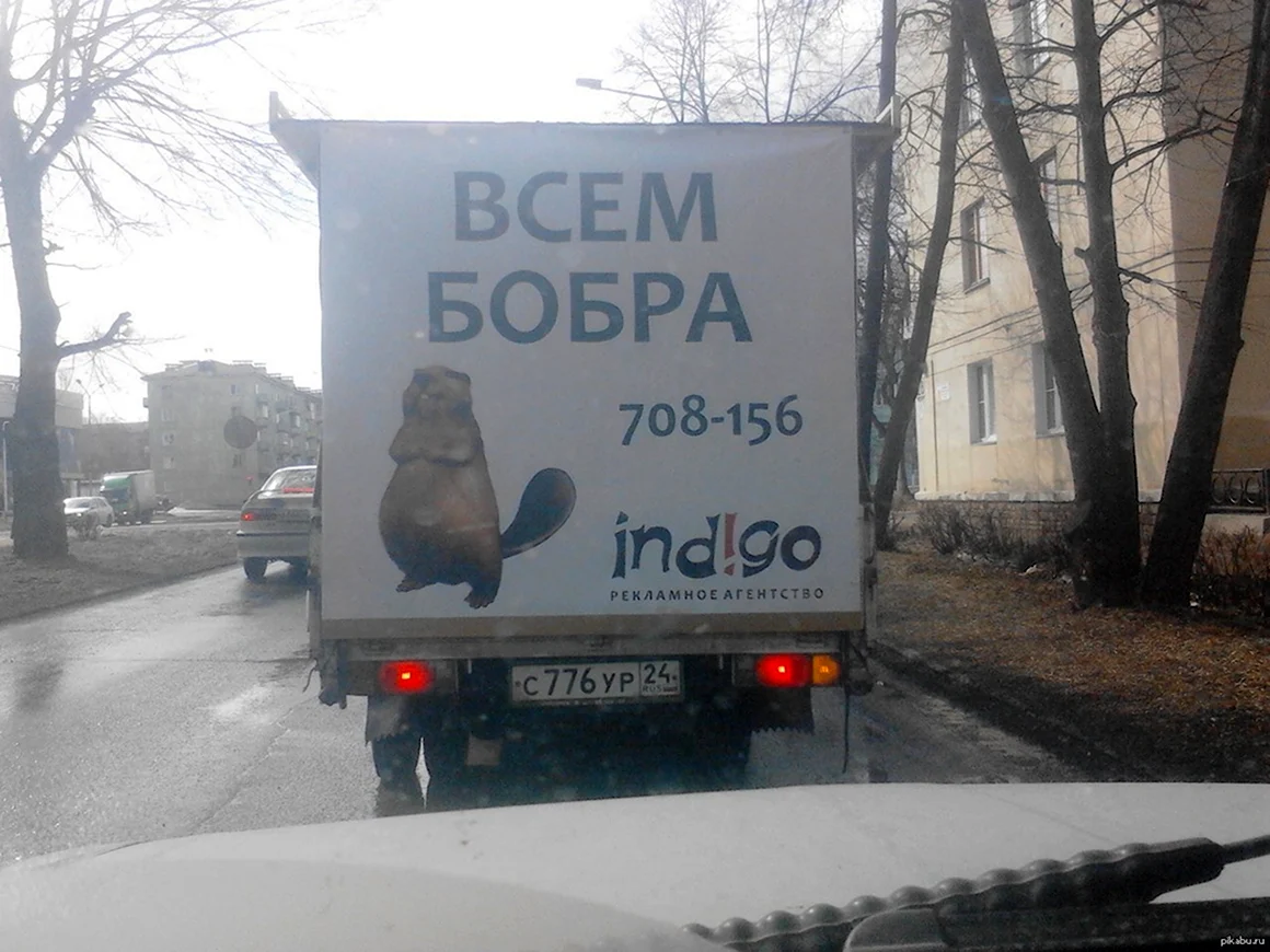 Всем бобра
