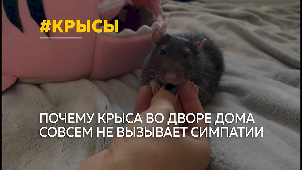 Всемирный день крысы