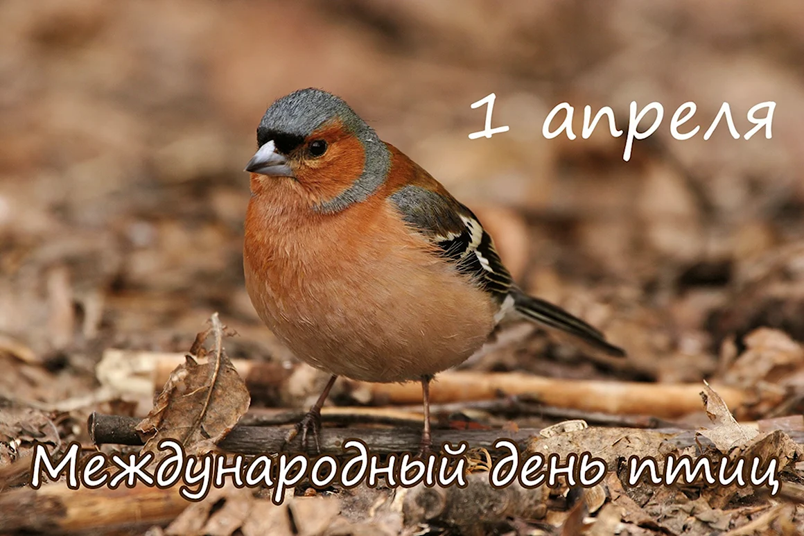 Всемирный день птиц фото