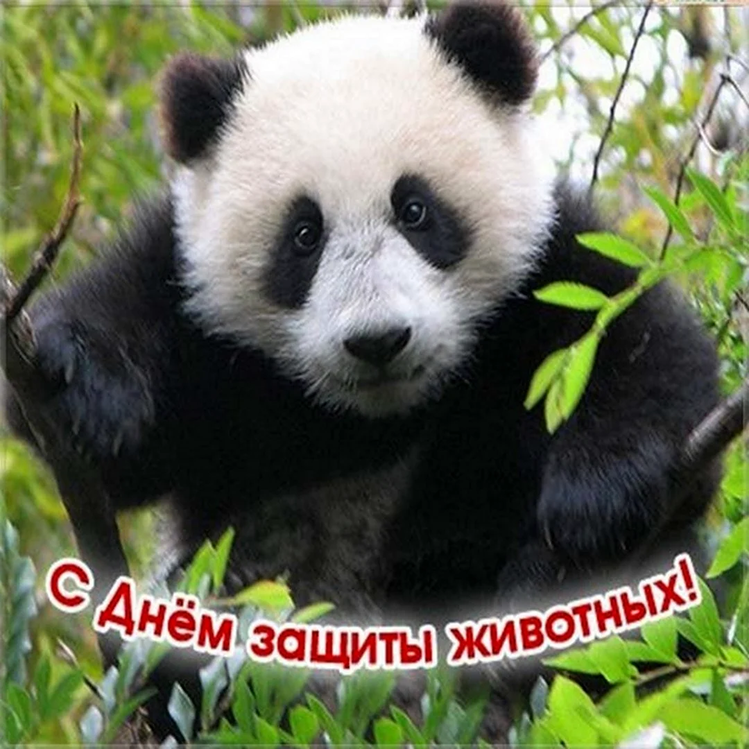Всемирный день животных