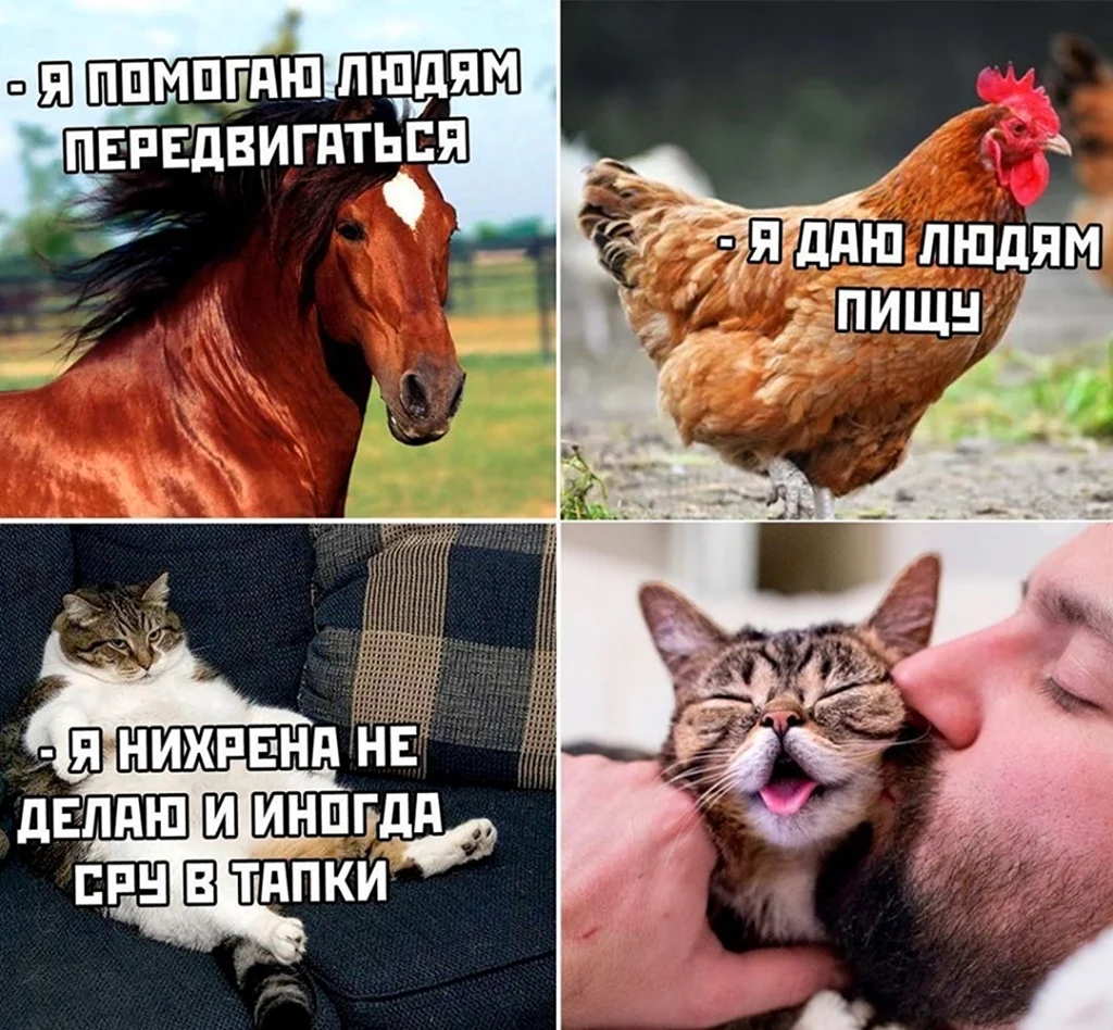 Вторник демотиваторы смешные
