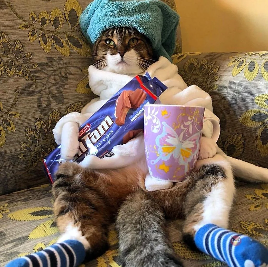 Выходной котик
