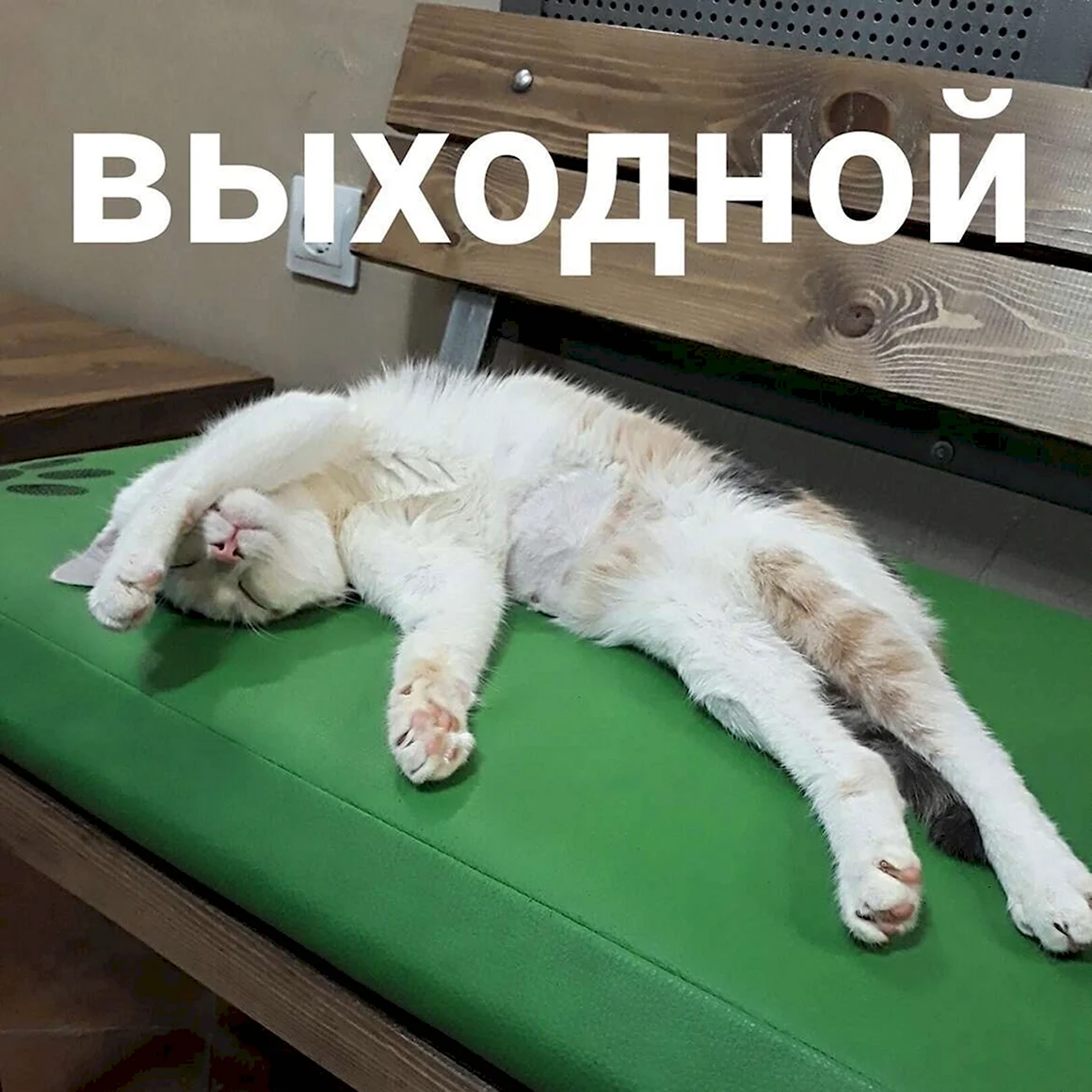 Выходные кот