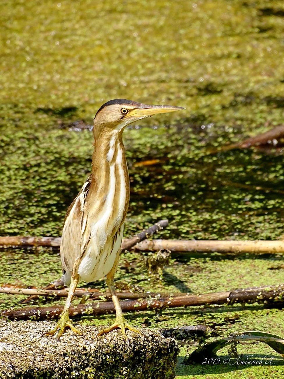 Выпь малая Ixobrychus minutus