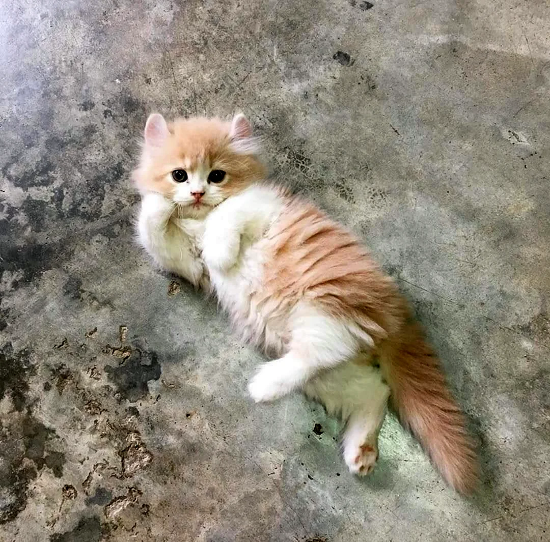 Вышли фотографию кота