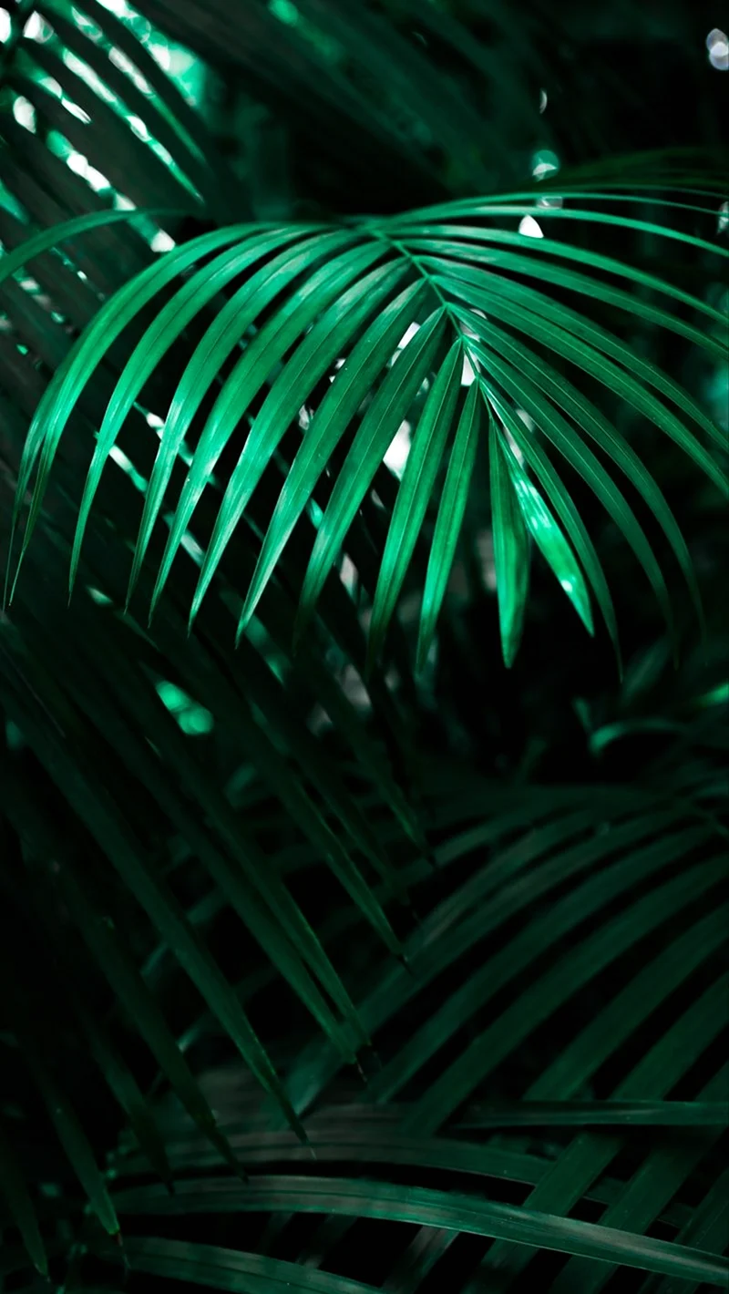 Wallpaper Aesthetics Green