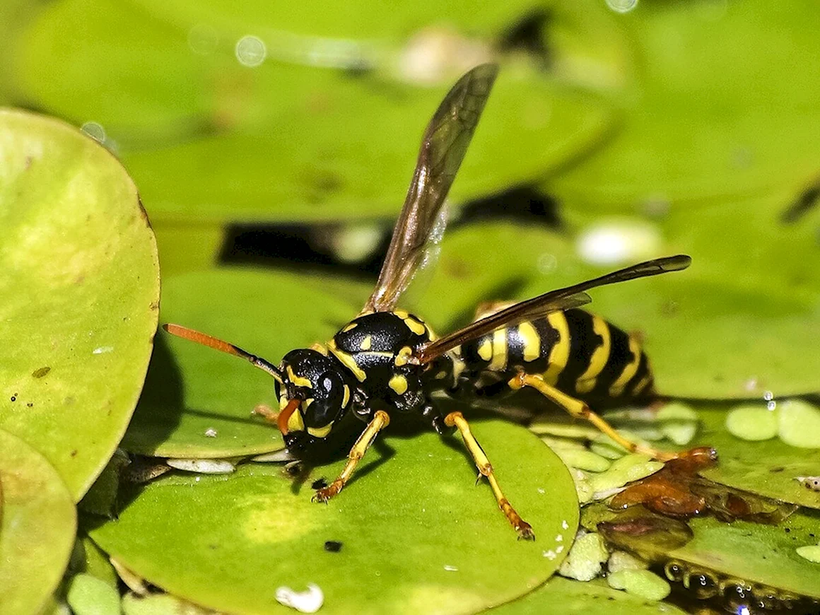 Wasp насекомое