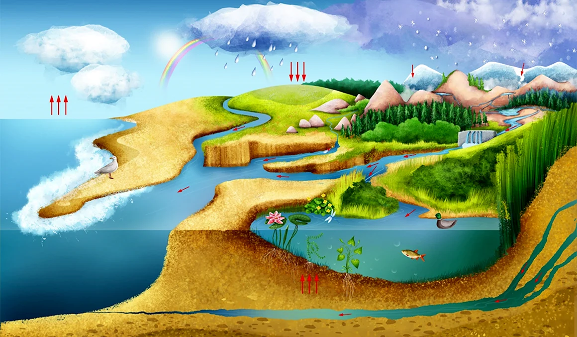 Water circulation