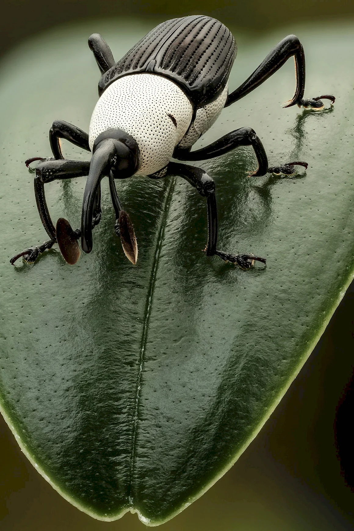Weevil Жук