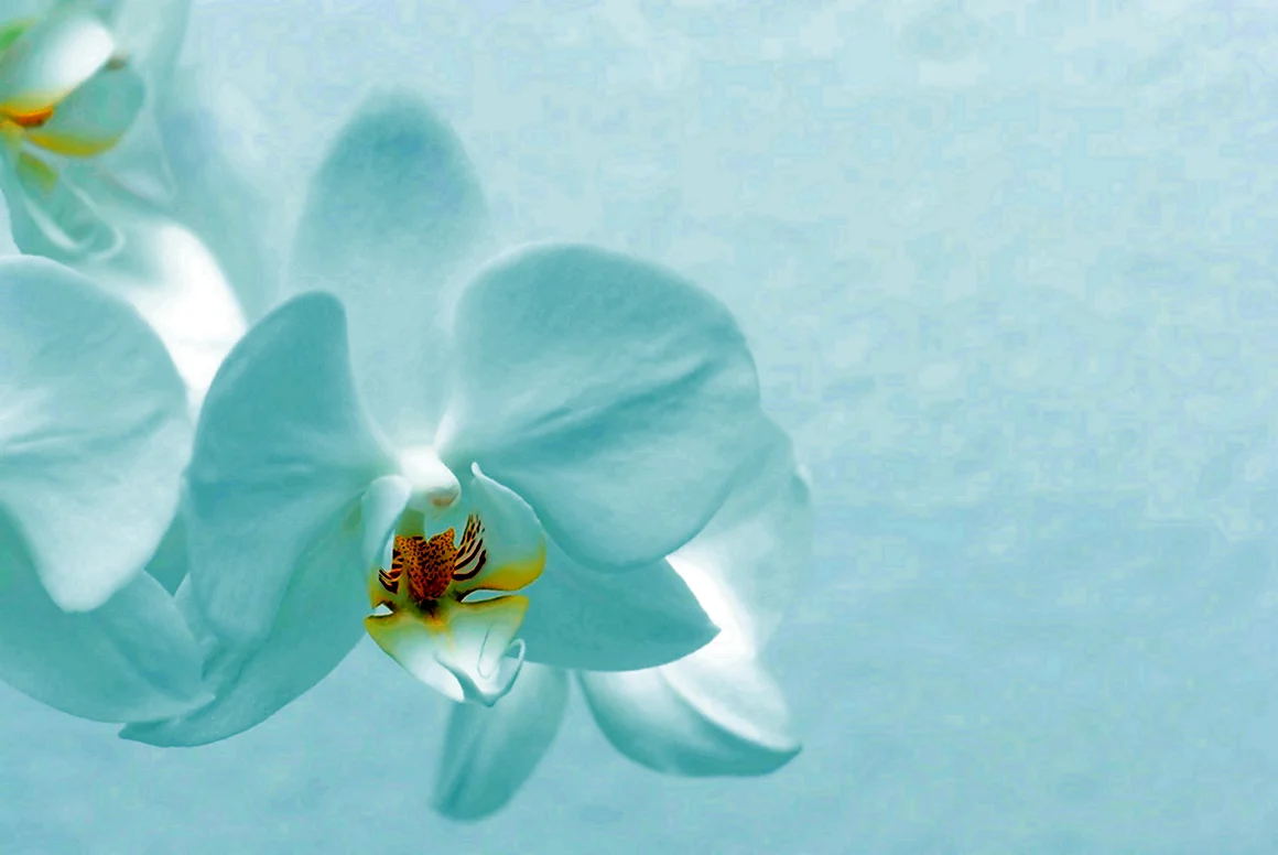 White Orchid Эльвира