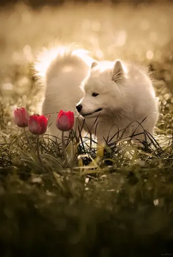 Wolf HD Wallpaper