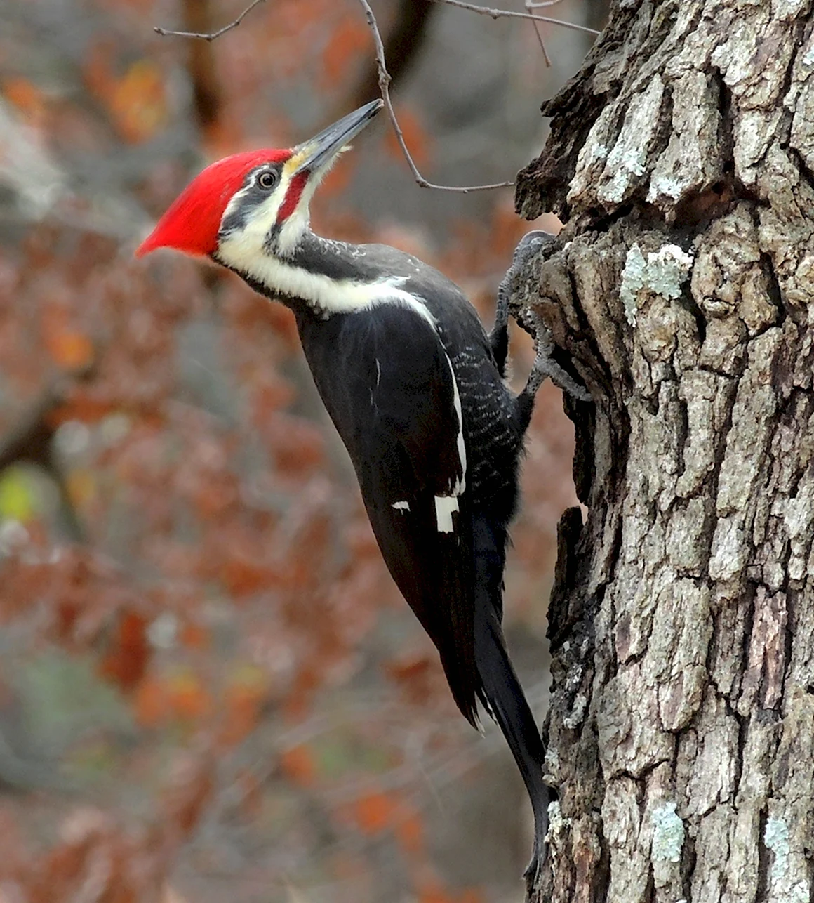 Woodpecker уз