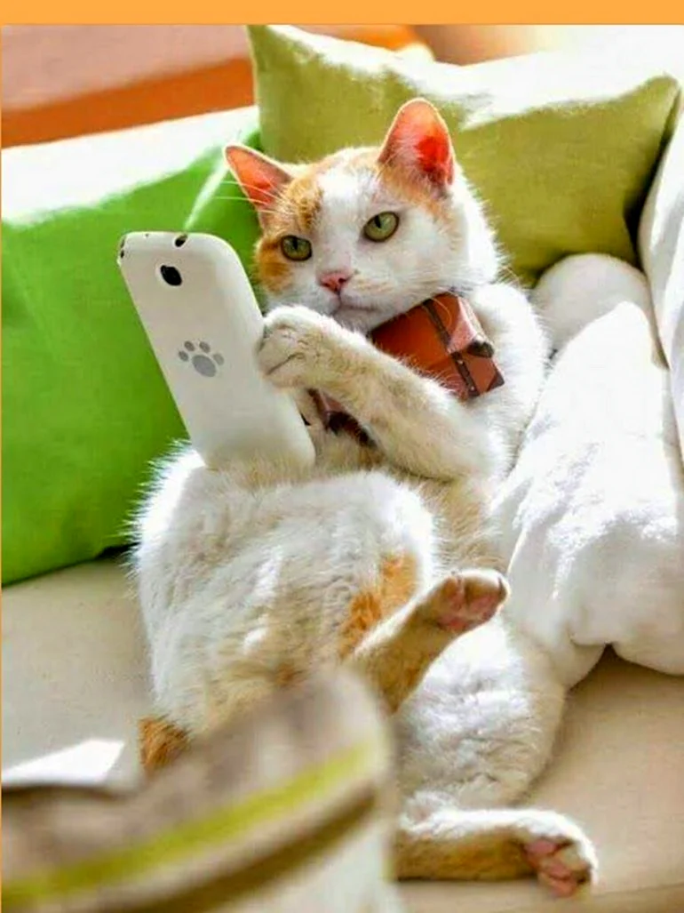 Забавные кошки