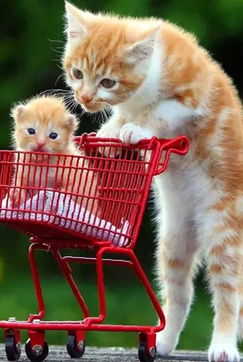 Забавные котята