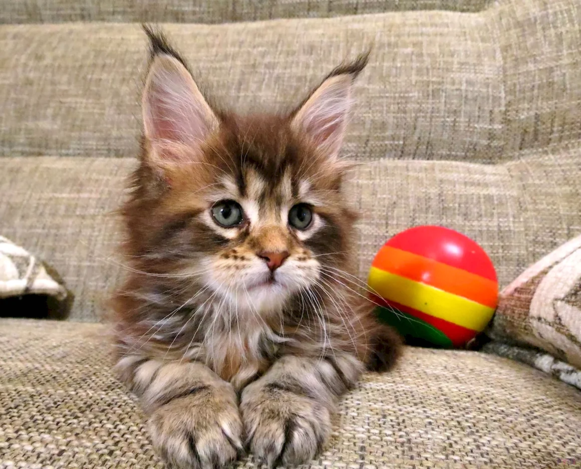 Забавные котята