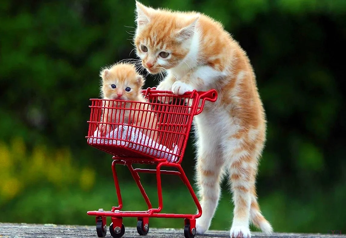 Забавные котята