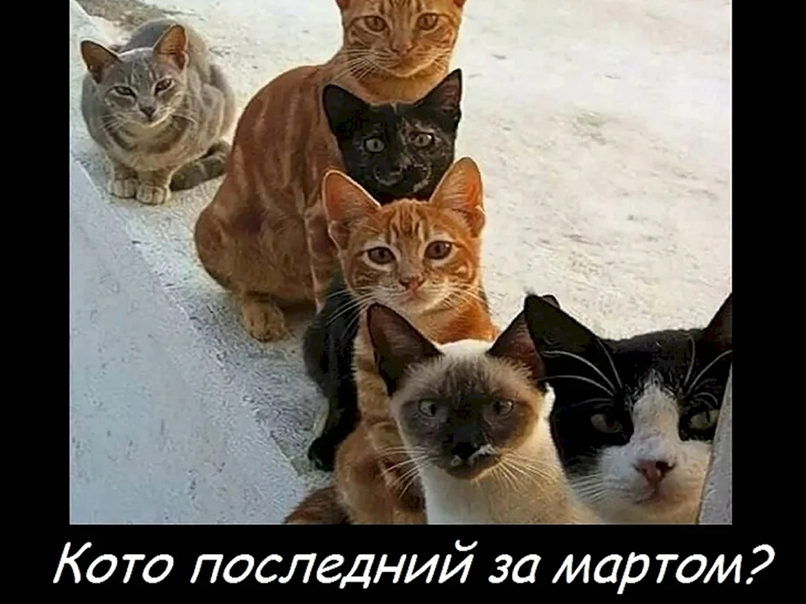 Забавные коты с подписями